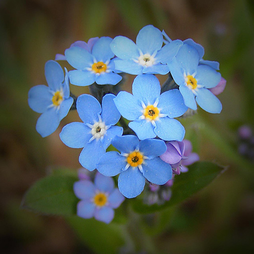 Les Myosotis